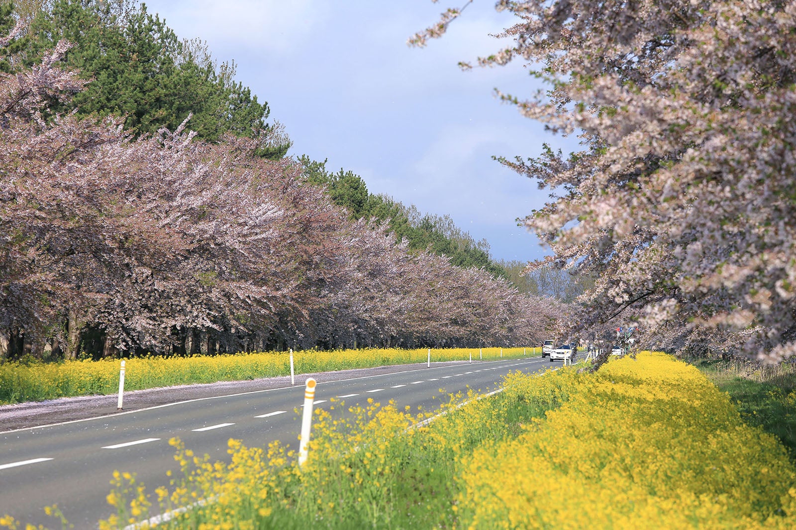 写真3 どこまでも続く桜と菜の花の並木道（撮影エリアは地図３を参照）
