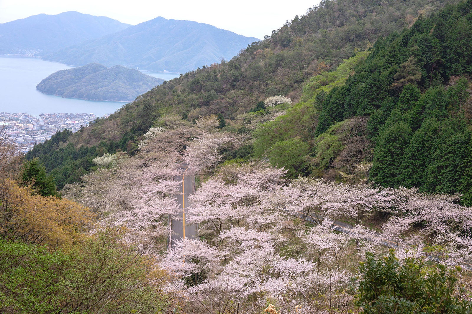 写真3 咲き始めから散り終わるまで、長期間楽しめる桜のトンネル（撮影エリアは地図３を参照）