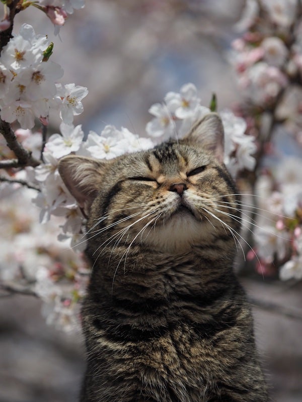 桜をバックに微笑む猫の写真