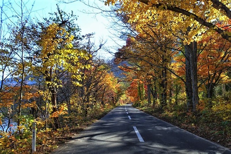 紅葉に囲まれた道路の写真