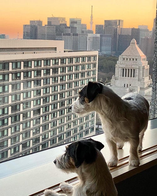 ホテル客室の窓辺の風景と犬