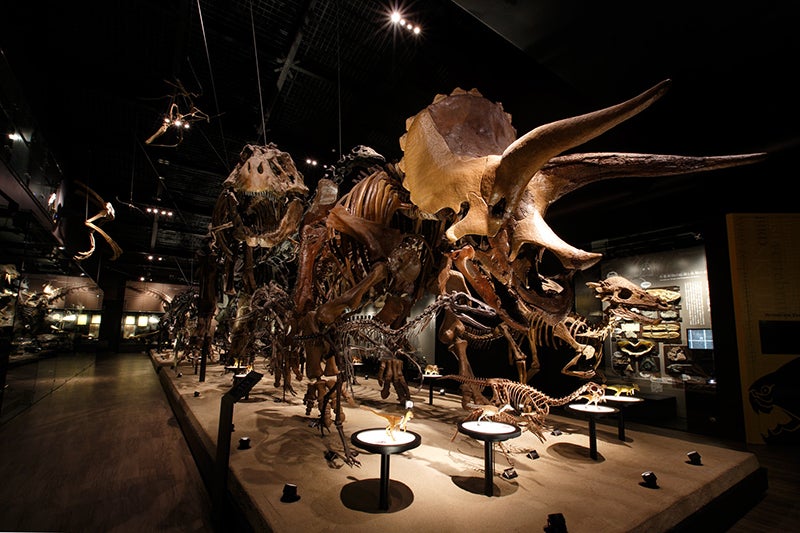 さまざまな恐竜の骨格標本が並ぶ恐竜大行進