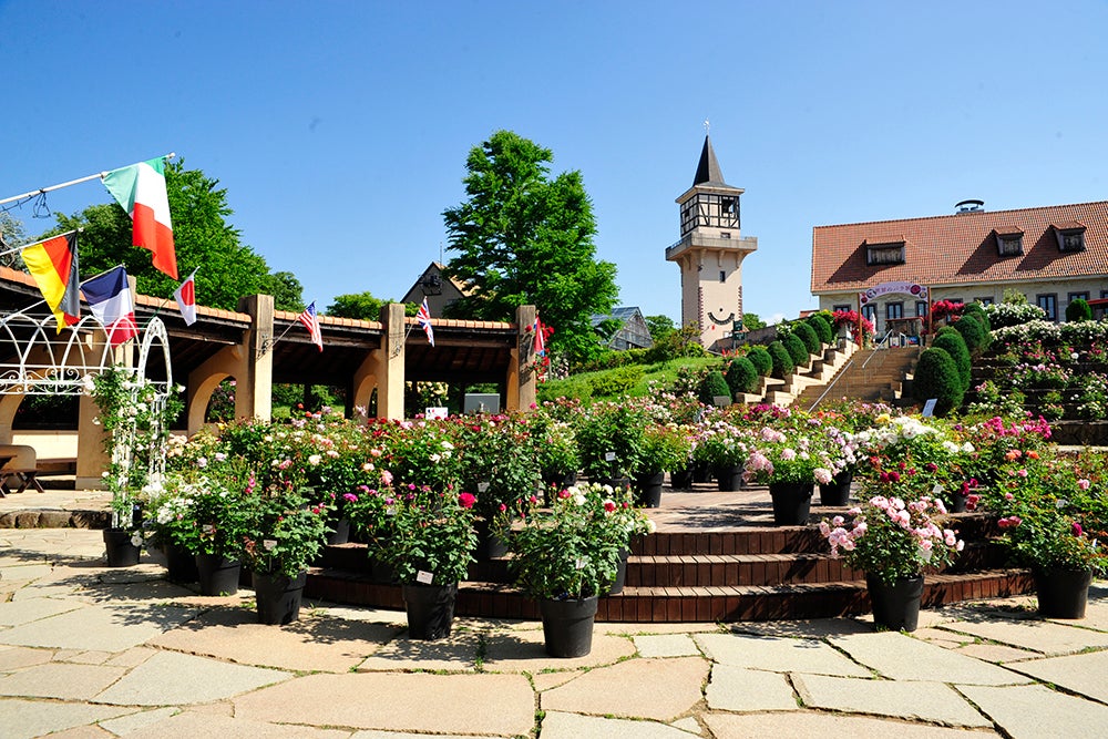 スイス風の建物とバラの鉢植え