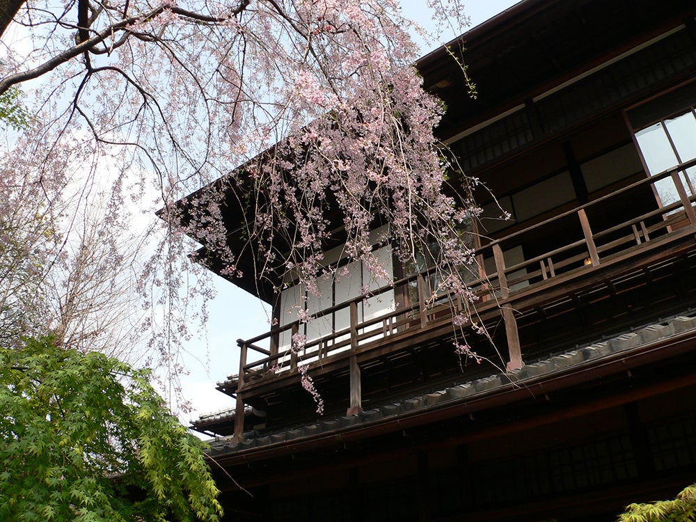 旧安田邸と桜