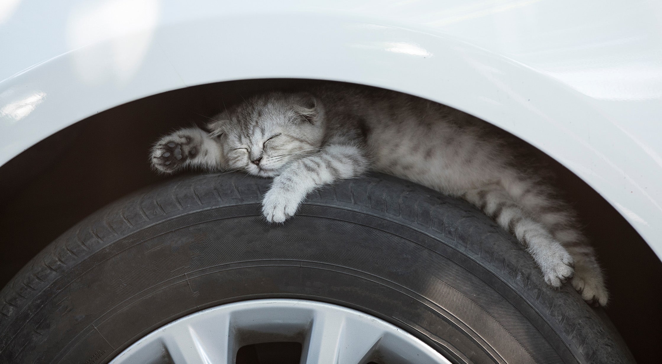タイヤとフェンダーのすき間で寝る猫