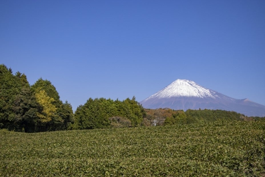 茶畑の奥に見える富士山