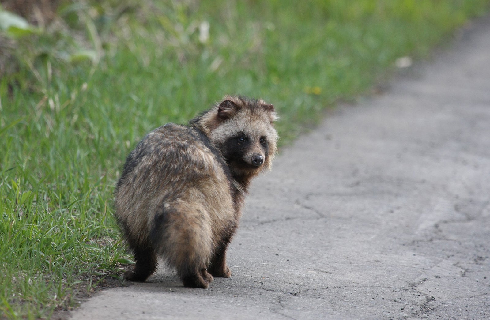 高速道路等で野生動物に遭遇したケースも紹介