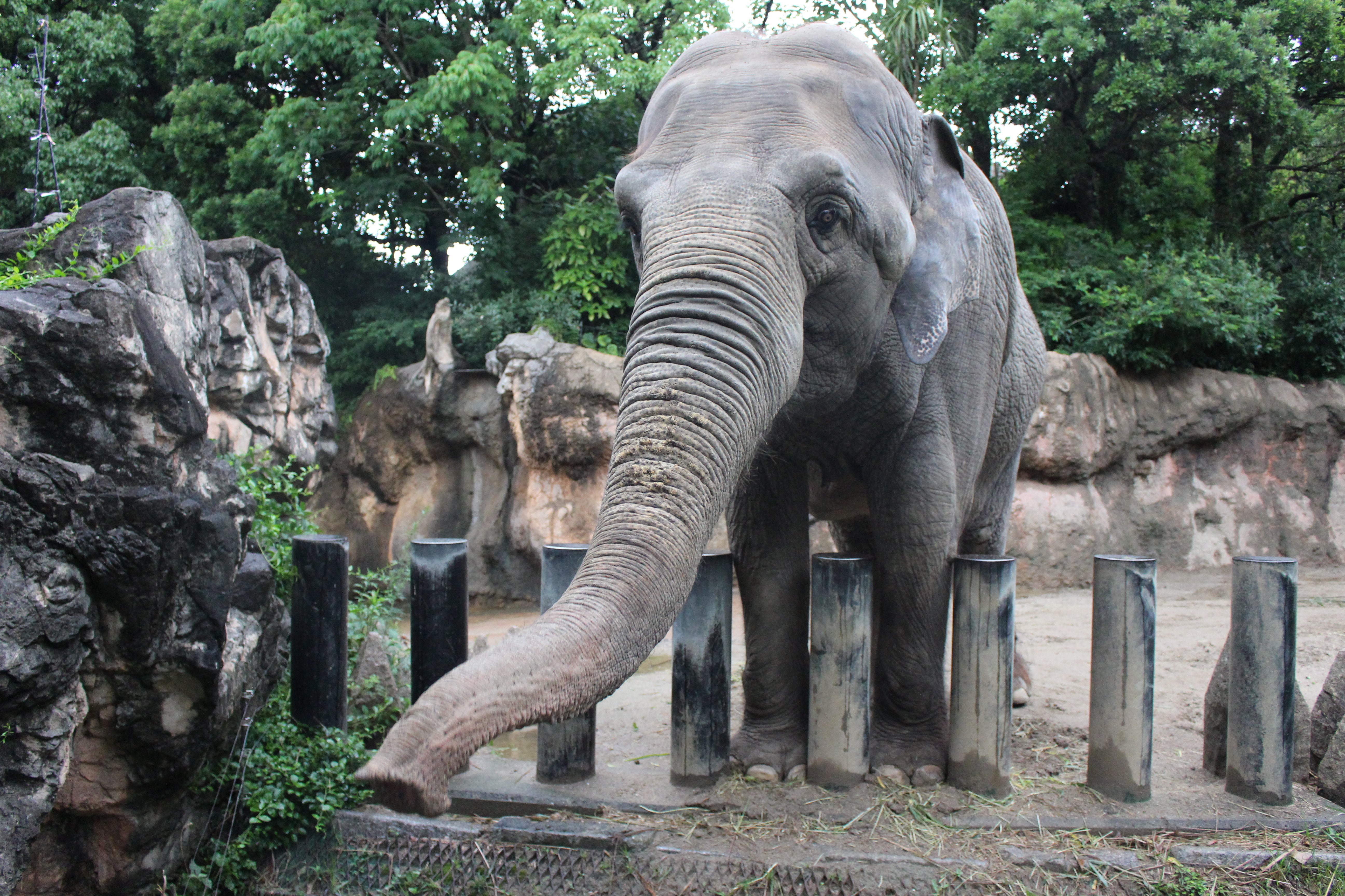 セイロンゾウのイメージ