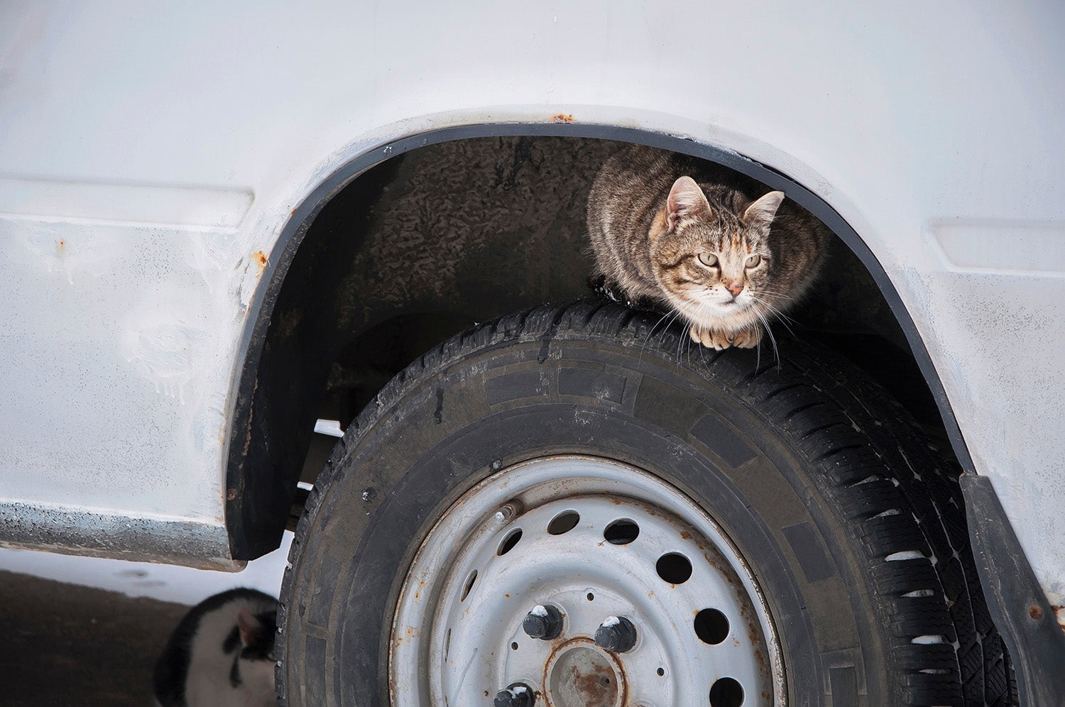 タイヤの上で休む猫