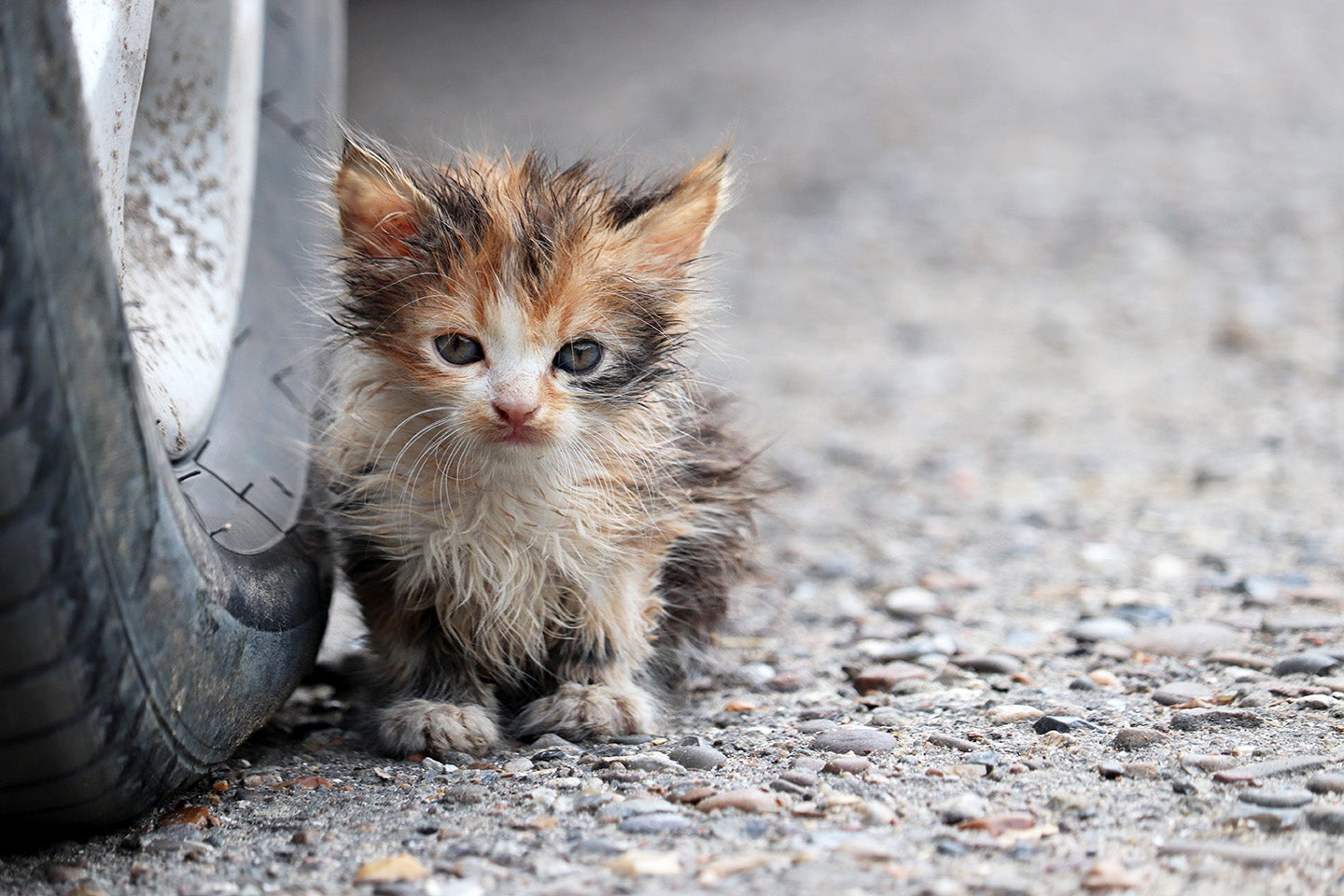 タイヤのそばに座る子猫