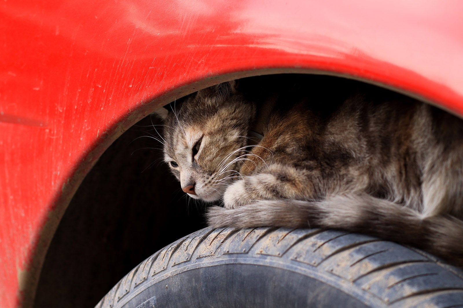 タイヤの上で眠る猫のイメージ