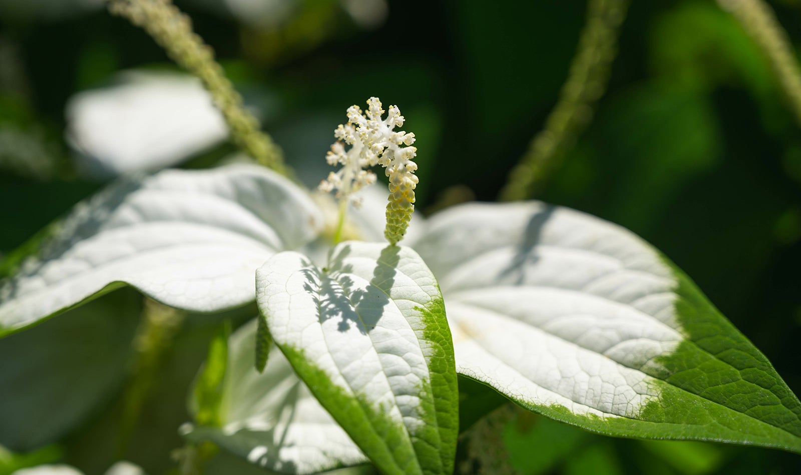 7月2日前後に咲く半夏生の花
