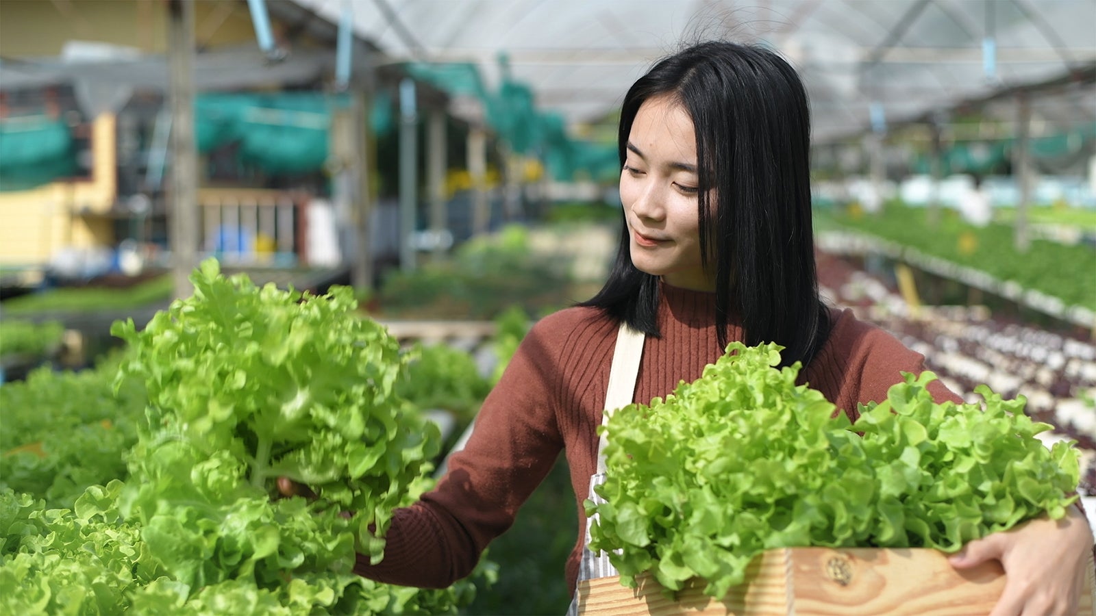 野菜を収穫している女性の様子