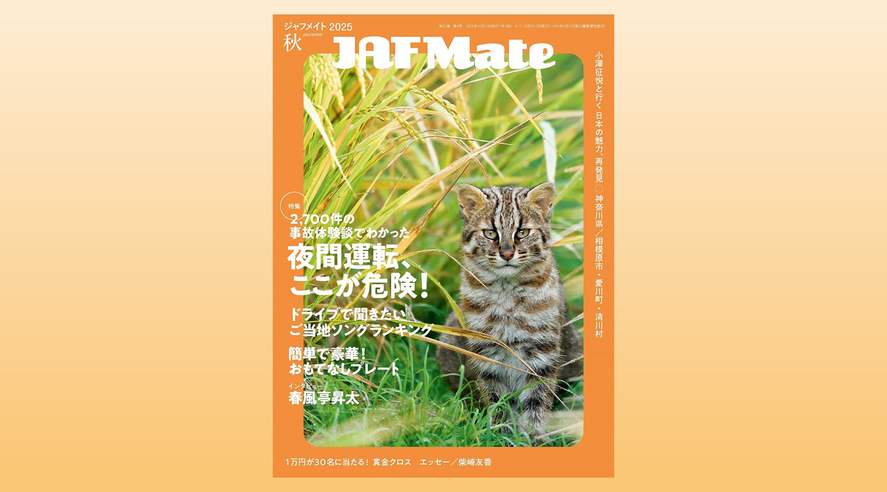 JAF Mate 2025年秋号表紙のツシマヤマネコ