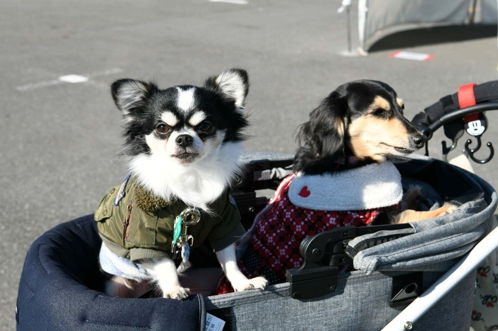 ペット同伴で楽しめる! 「お台場キャンピングカーフェア2024」の様子（写真＝お台場キャンピングカーフェア実行委員会）