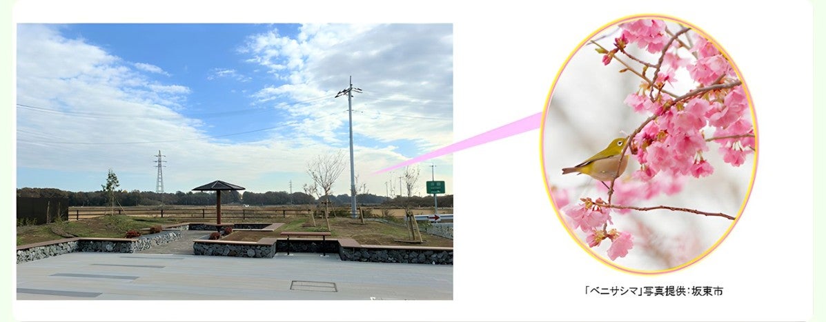 坂東PA（外回り）の園地に植えられた桜「ベニサシマ」