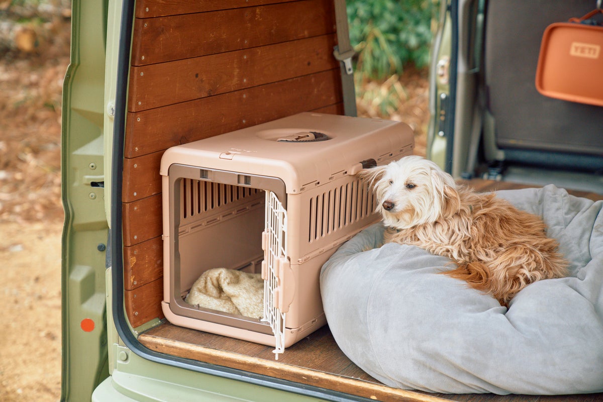 クルマのラゲッジスペースでクッションに座る小型犬