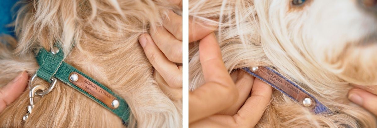 犬の首輪の写真2枚