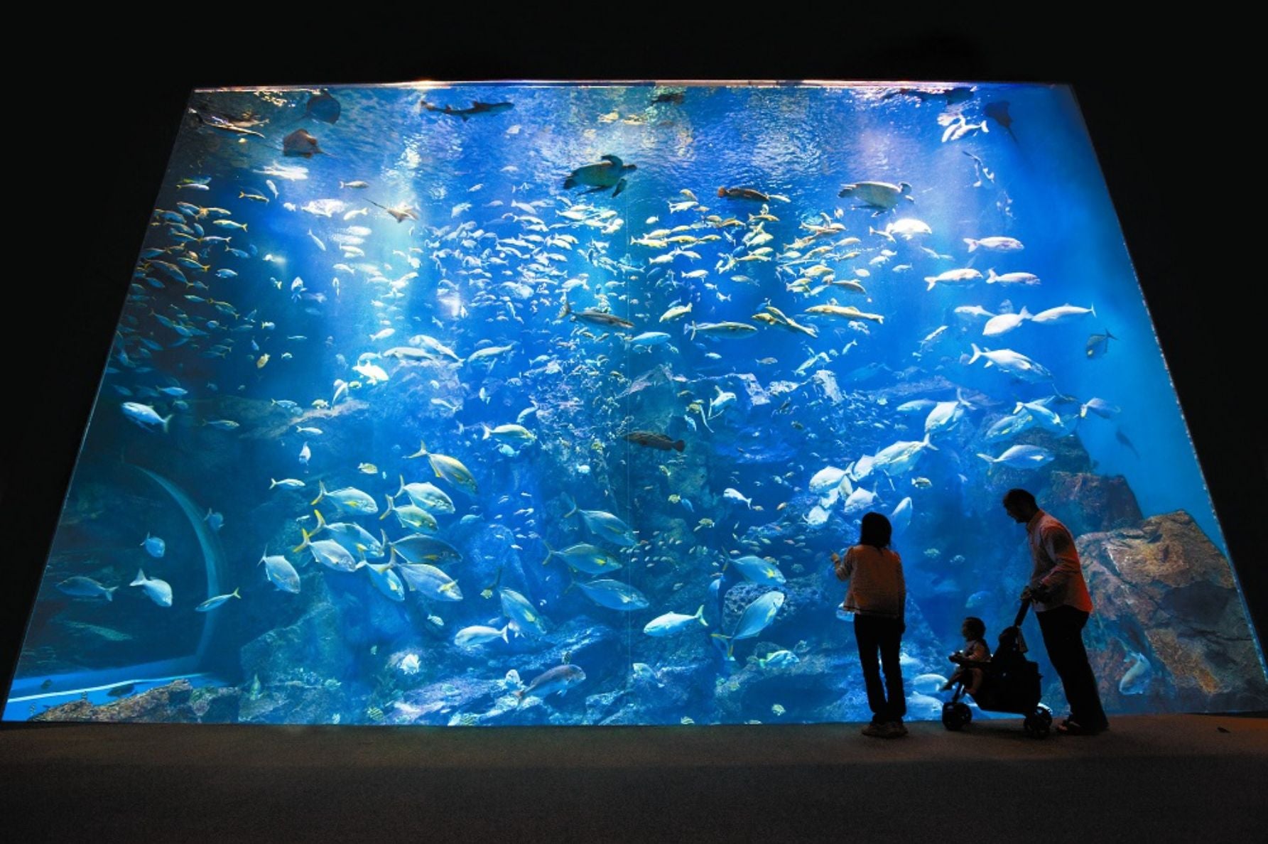 夏の男鹿水族館GAOの美しい巨大水槽。JAFフェスティバル東北では、館内もゆっくりと楽しめる