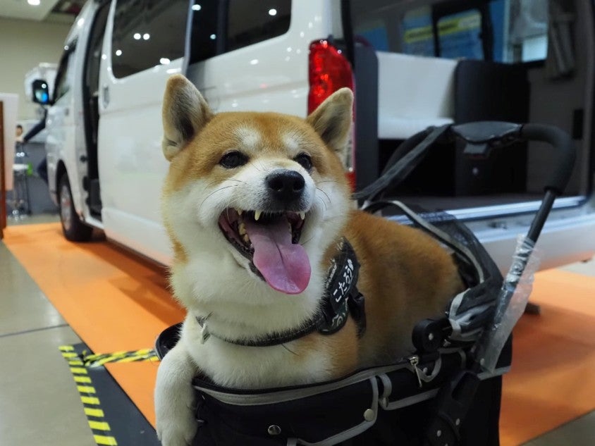 キャンピングカーの展示会場でカートに乗った柴犬