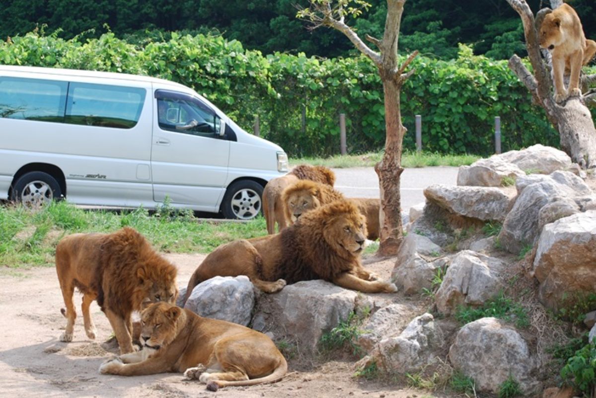 秋吉台自然動物公園サファリランドのライオン