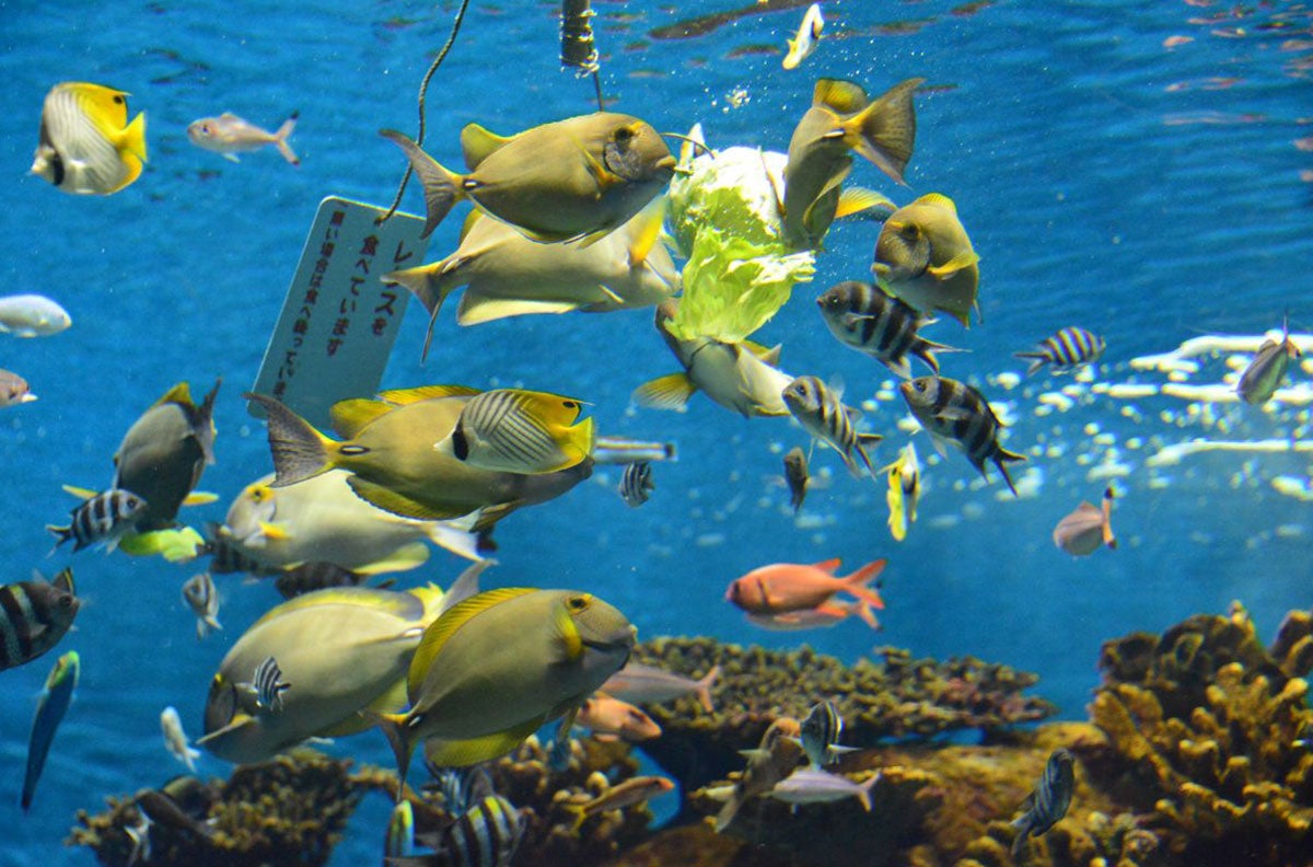 サンゴ礁水槽魚類