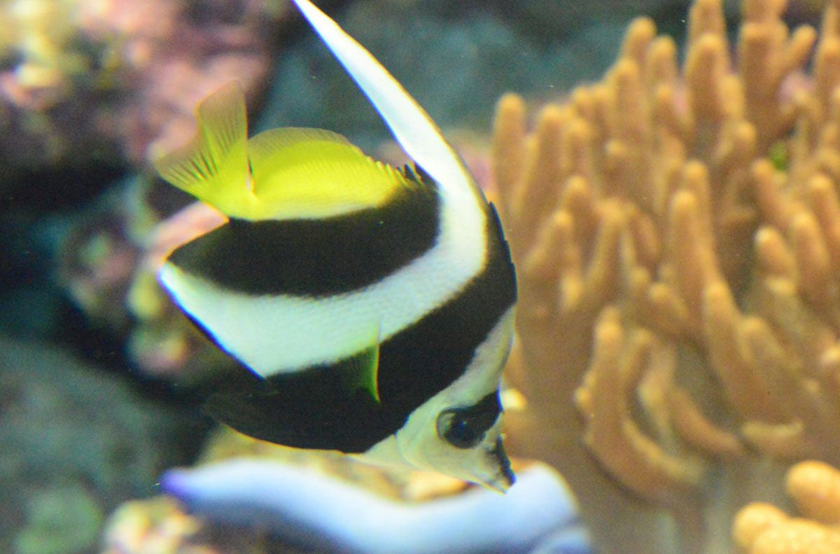 ハタテダイ