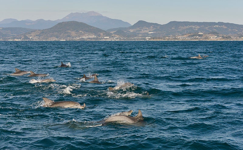 島原半島をバックに海を泳ぐ数頭のイルカ