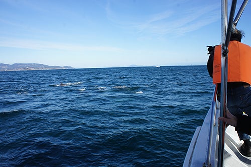 船の上からイルカを撮影するカメラマン