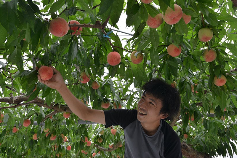 広川くだもの村で栽培される桃