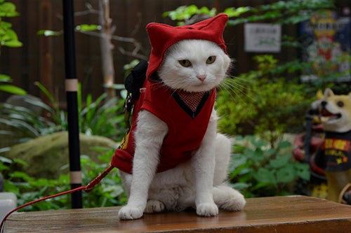 赤い忍者装束を着た白猫