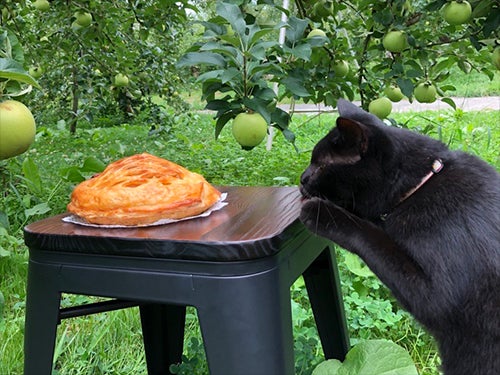 ネコとアップルパイ