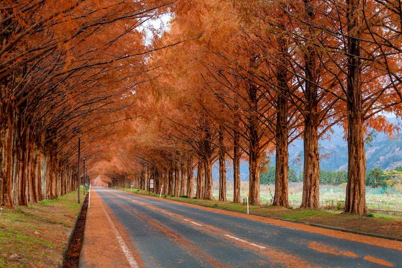 紅葉したメタセコイアの並木道