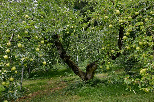 8月の奥久慈りんごの樹