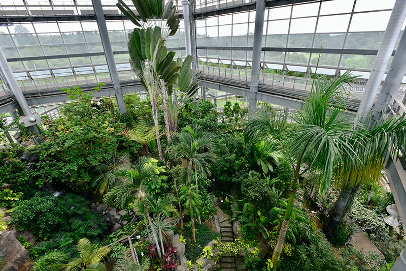茨城県植物園の熱帯植物館