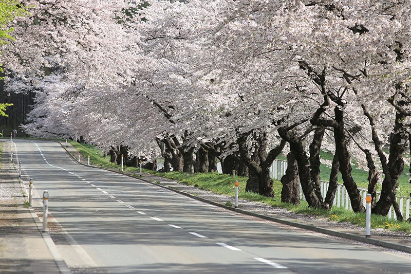 桜のトンネルのような雰囲気を醸し出す並木道。春のドライブは格別だ。
