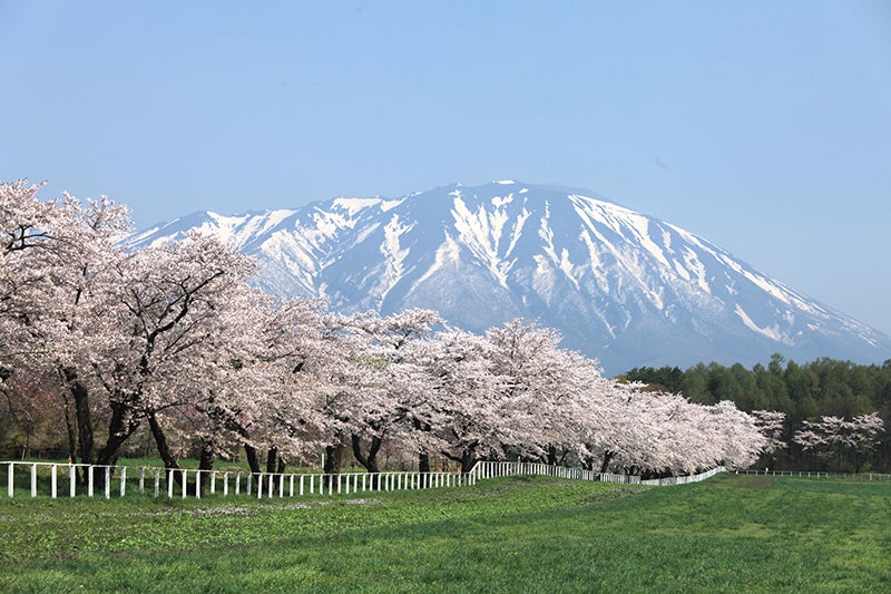 桜並木を岩手山が見守るような姿も、ここでは見られる。
