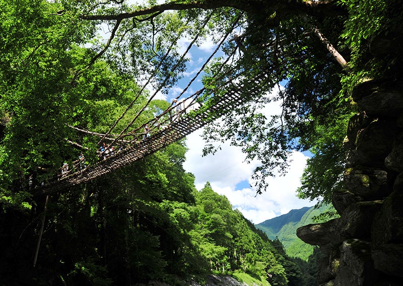自然の中の吊り橋