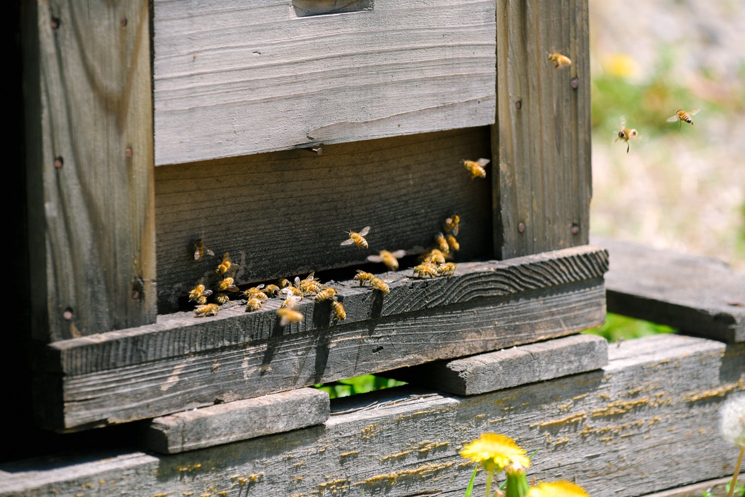 巣箱から飛び立つハチ