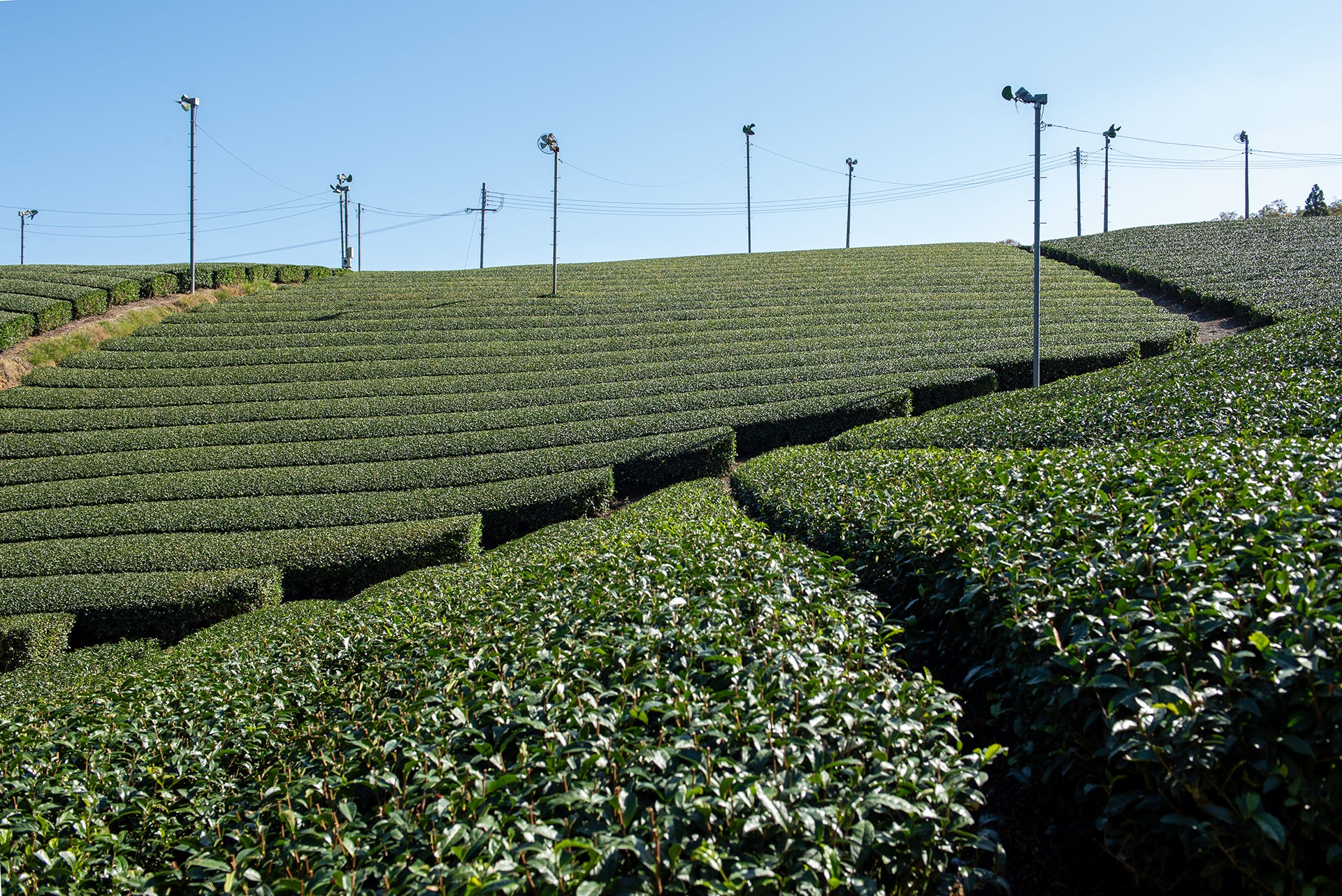 お茶文化を支える美しい茶畑