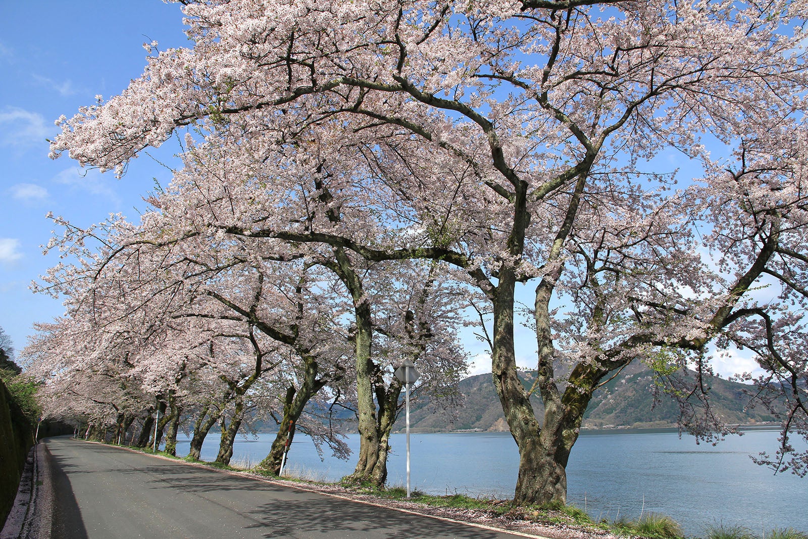 写真2 樹齢70年以上の見事なソメイヨシノ約800本が、湖岸に沿っておよそ4kmにわたり続く海津大崎（撮影エリアは地図２を参照）