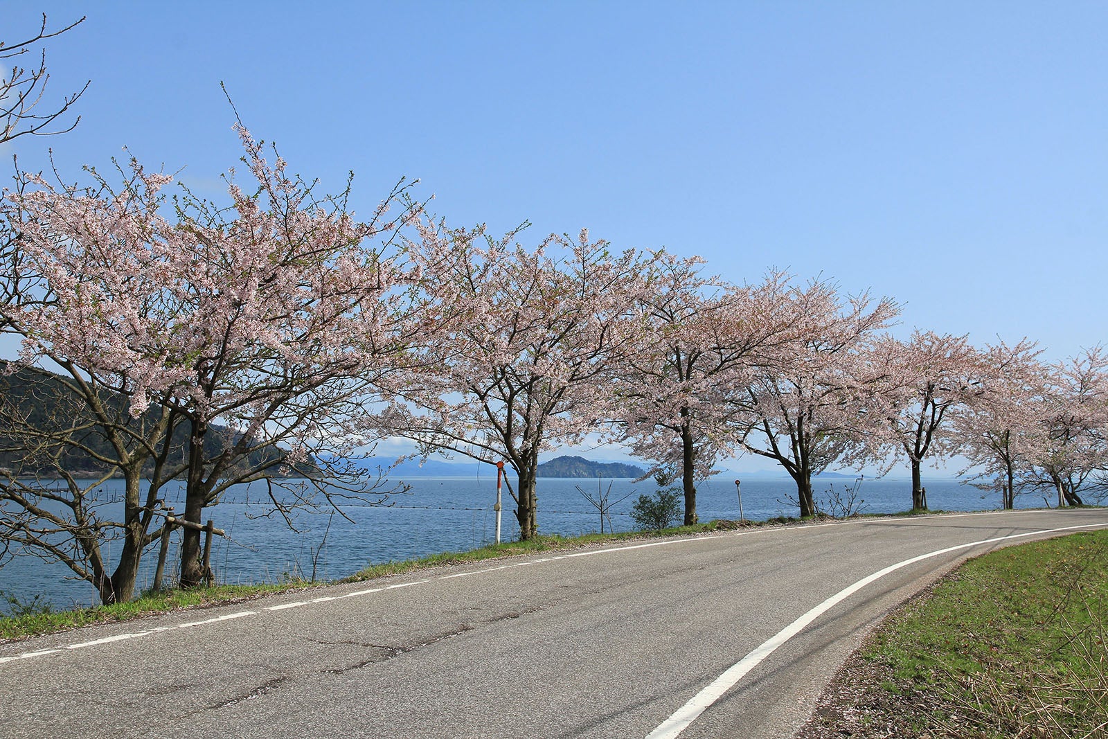 写真3 どこまでも続く桜並木。青空と湖面のブルー、桜の花のピンクが春らしいコントラストを描く（撮影エリアは地図３を参照）
