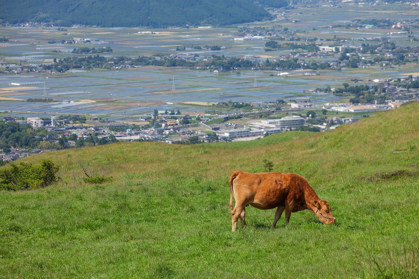 写真2 広々とした草原の中、草を食む牛の姿が見られる（撮影エリアは地図２を参照）