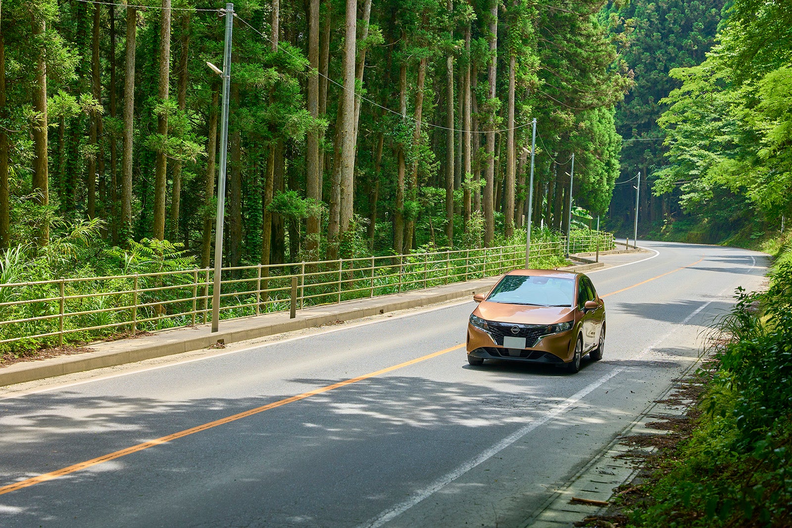 木立を走る車