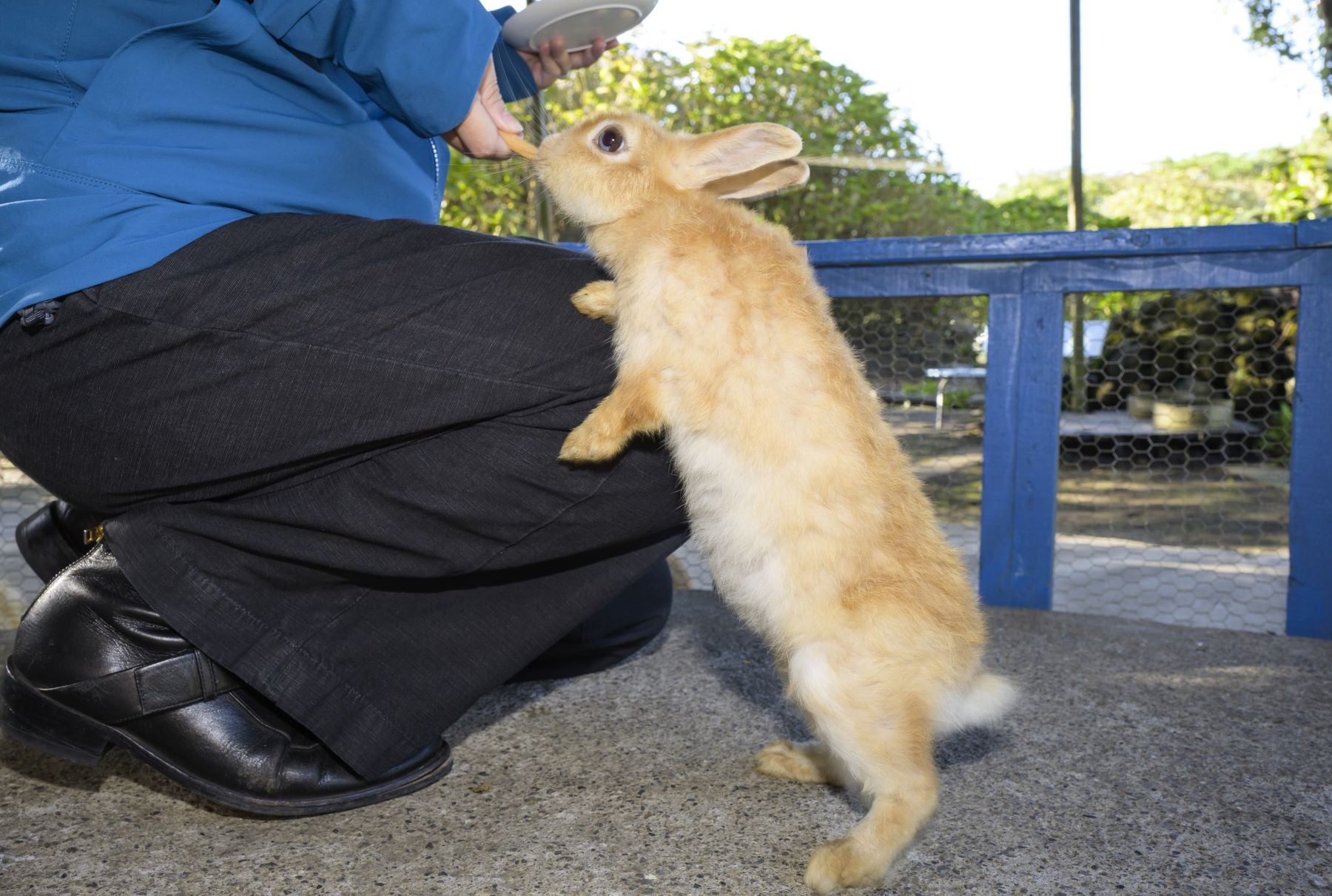 うさぎ