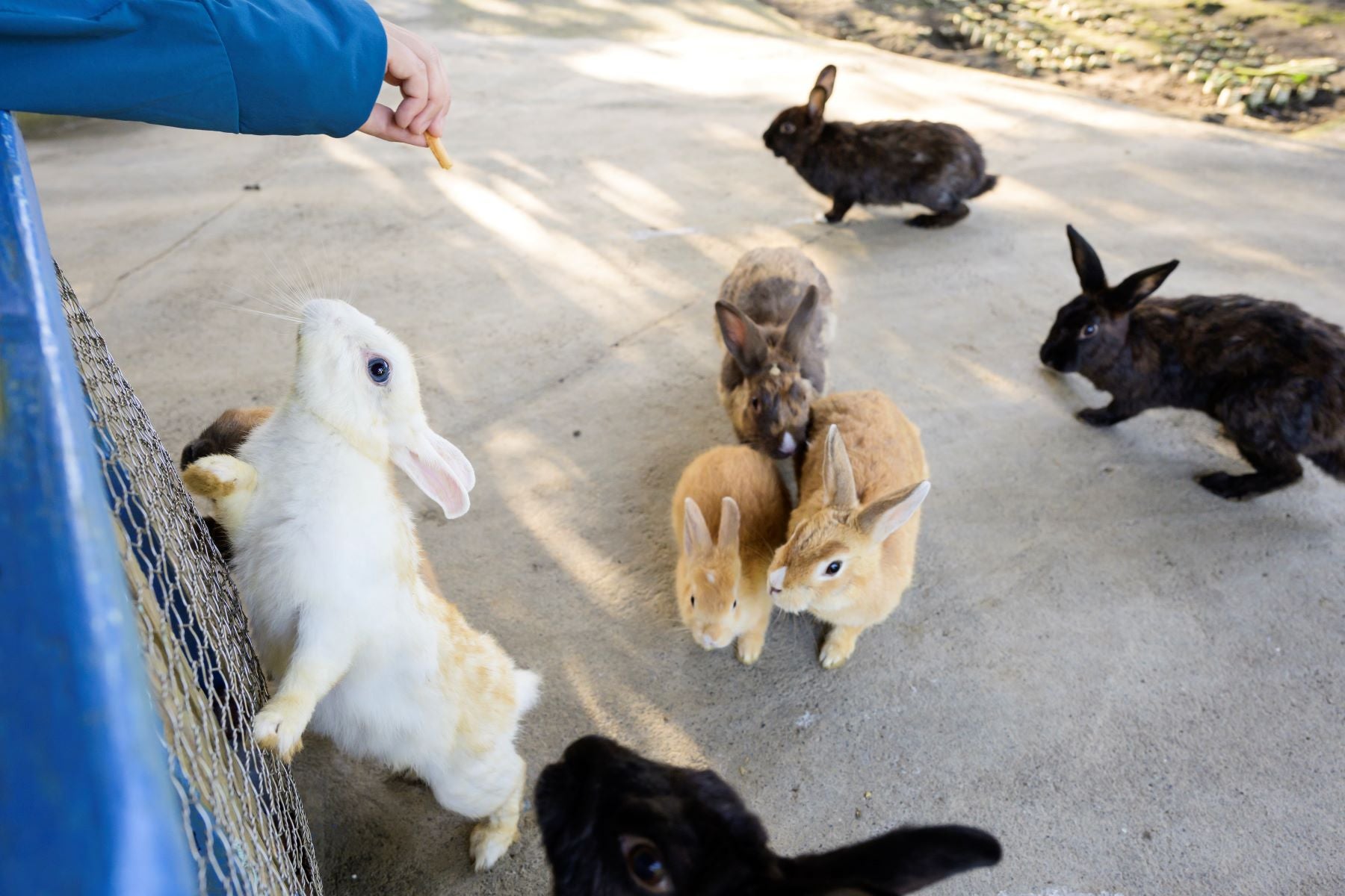 ウサギ園