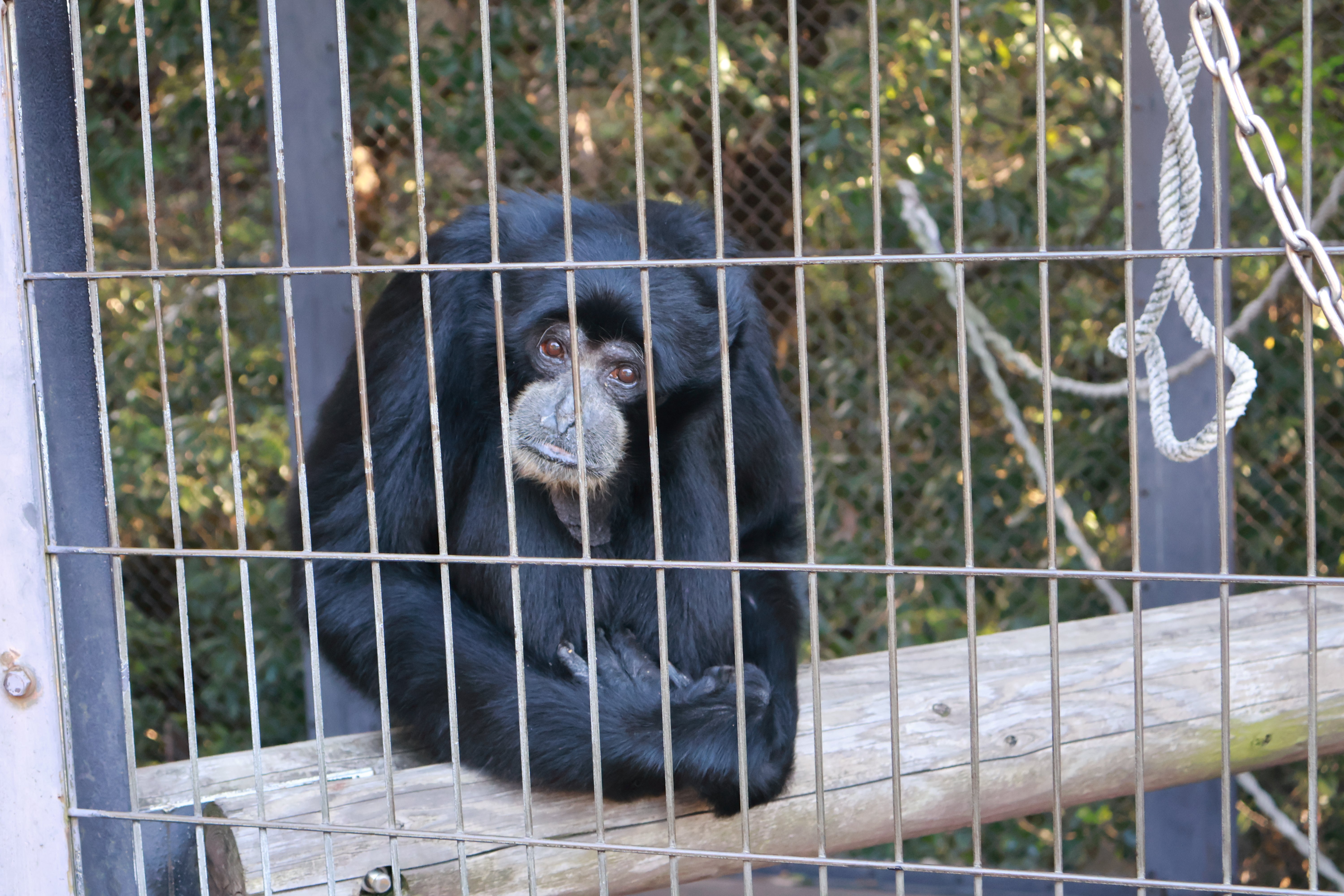 到津の森公園で暮らすフクロテナガザル