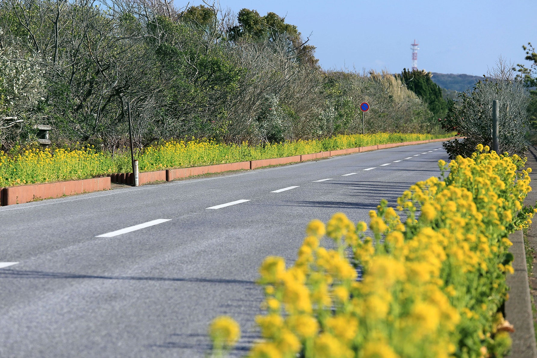 房総フラワーライン　海沿いから少し離れた場所では、ほぼ直線路になる