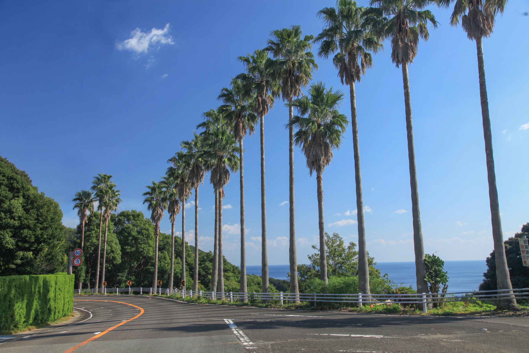 写真2 第二展望台近辺にはヤシの木が植林され、南国気分も味わえる