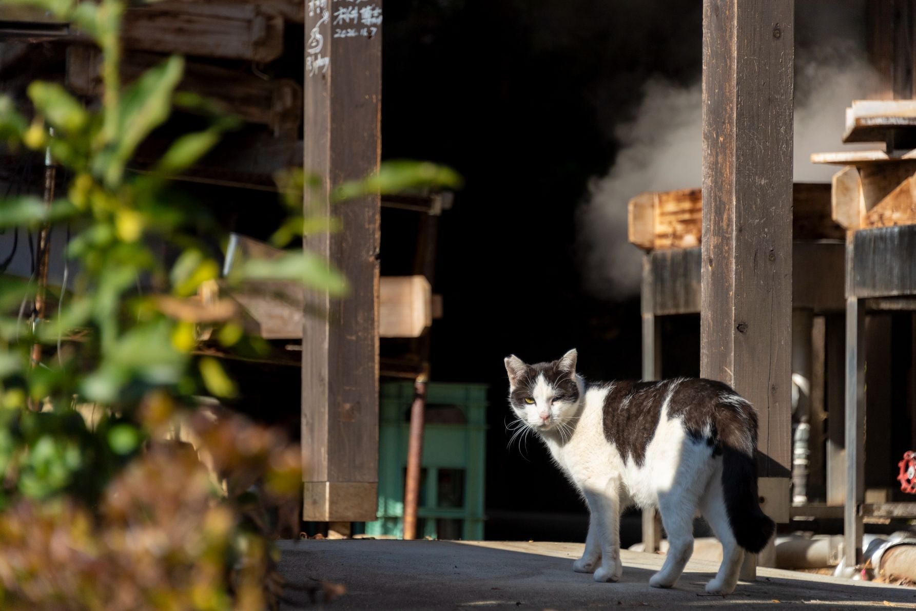 鉄輪の街にいる猫